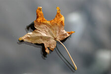 herbst.jpg
