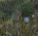 comp__ANK8737Spinne.jpg
