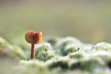 DSC_0039.JPG