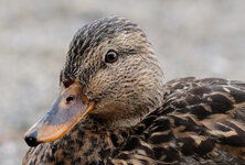 DSCF3024-crop.jpg