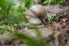 Weinbergschnecke.jpg