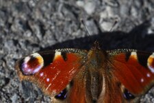 tn_IMG_7690.JPG