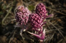 comp_pestwurz.jpg comp_pestwurz.jpg