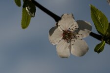 Obstblüten  510.jpg