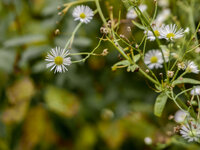 P1000289.JPG