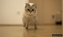 EOS 50D_08128_11_13_2014.jpg