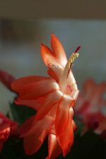 DSCF2178.jpg