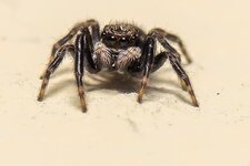 sehr-kleine-Springspinne--20141009-2393.jpg
