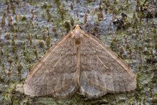 Kleiner Frostspanner (Operophtera brumata), Männchen_Q22A916x.jpg