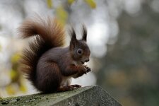 comp_DSC_1069.jpg