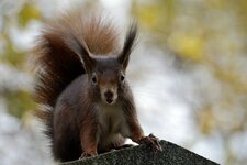 comp_DSC_1077.jpg