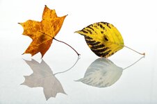 comp_herbstwettbewerb (1 von 1).jpg