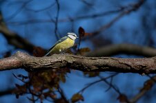 IMG_6997-convs.jpg