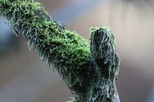 _compIMG_0418.jpg