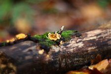 comp_IMG_9995.jpg