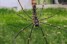 spinne2-0279.JPG
