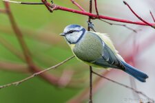 comp_EOS 5D Mark III_9052-Bearbeitet - LR4.jpg