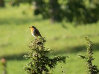 IMG_0382-convs.jpg
