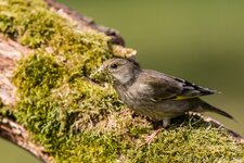 comp_EOS 5D Mark III-5529 - LR4.jpg