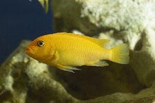 Metriaclima Estherae 700.jpg