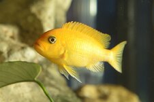 Metriaclima Estherae 2 800.jpg