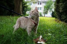DSC06299 Kopie8.jpg