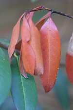 IMG_2669.jpg