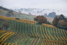 Schriesheim, Strahlenburg Nebel im Tal 1.jpg