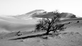 _O141041c.jpg _O141041c.jpg