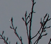 CA_mFT_converter_Olympus_E-M5_crop.png