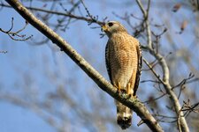 Rotschulterbussard - Red-shouldered hawk (Buteo lineatus)1.jpg Rotschulterbussard - Red-shouldered hawk (Buteo lineatus)1.jpg