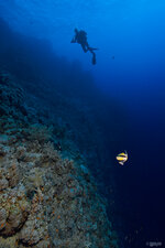 _MG_0139_Shaab_Sharm.jpg