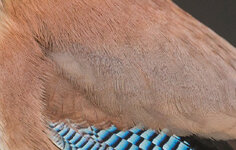 5DM33881-LR5-5-crop2.jpg