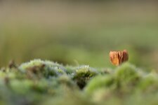 DSC_0040.JPG