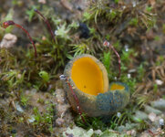 Caloscypha fulgens (Pers.) Boud. (Leuchtender Prachtbecher)4.jpg