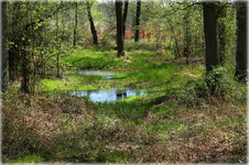 Schweineholz.jpg Schweineholz.jpg