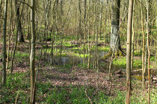 Schweineholz1.jpg Schweineholz1.jpg