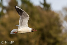 20130426-IMG_2781.jpg
