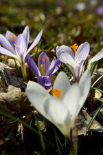 Krokus_172_web.jpg