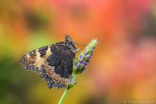 comp_EOS 60D_9194.jpg