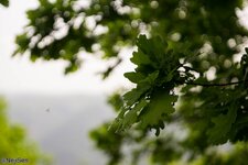 Tag der Arbeit (5 von 39).jpg