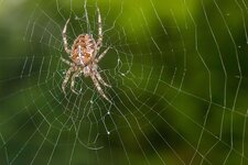 Kreuzspinne--20141002-2237.jpg