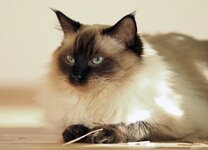 comp_IMG_9452.jpg