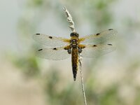 Libellula quadrimaculata.jpg