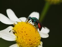 Hedychrum nobile.jpg