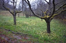DSC_1915_1.jpg