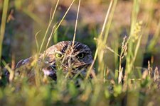 Kaninchenkautz -  Burrowing owl (Athene cunicularia) (2).jpg Kaninchenkautz -  Burrowing owl (Athene cunicularia) (2).jpg