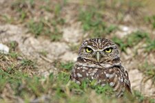 Kaninchenkautz -  Burrowing owl (Athene cunicularia).jpg Kaninchenkautz -  Burrowing owl (Athene cunicularia).jpg