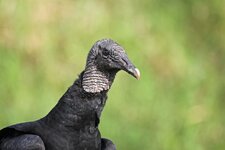 Rabengeier - American black vulture (Coragyps atratus).jpg Rabengeier - American black vulture (Coragyps atratus).jpg