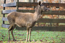 2014-12-19 - Wildpark20141219_294-297.jpg